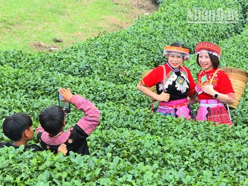 游客身穿民族服装在茶山上拍纪念照。