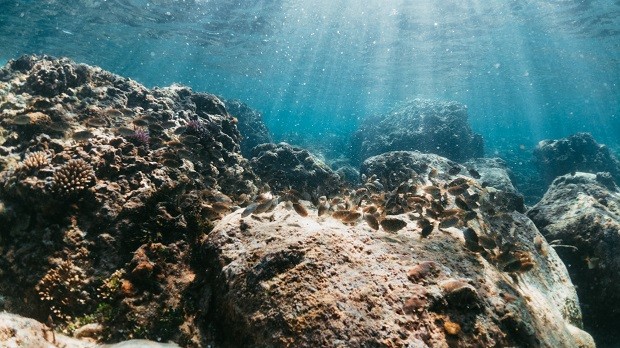 平顺省富贵岛珊瑚。（图片来源：@kopdinhtravel）