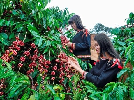 越南咖啡产业努力适应欧盟零毁林法规