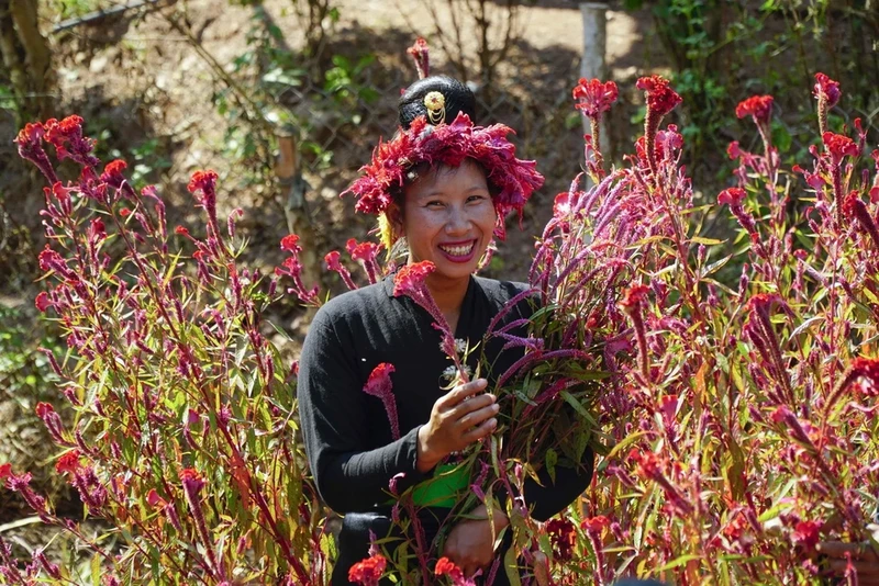 贡族妇女与鸡冠花。