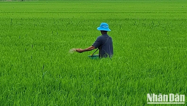 后江省农民正在给水稻施肥和照料。（冯勇 摄）