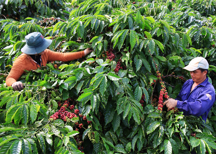 2024年越南咖啡产业将继续受益于罗布斯塔咖啡价格处于高位。