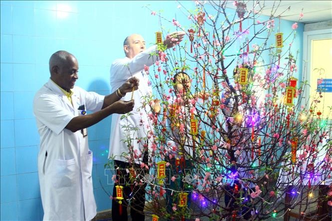 同海越南-古巴友谊医院古巴医生在桃树上挂上春节装饰品。