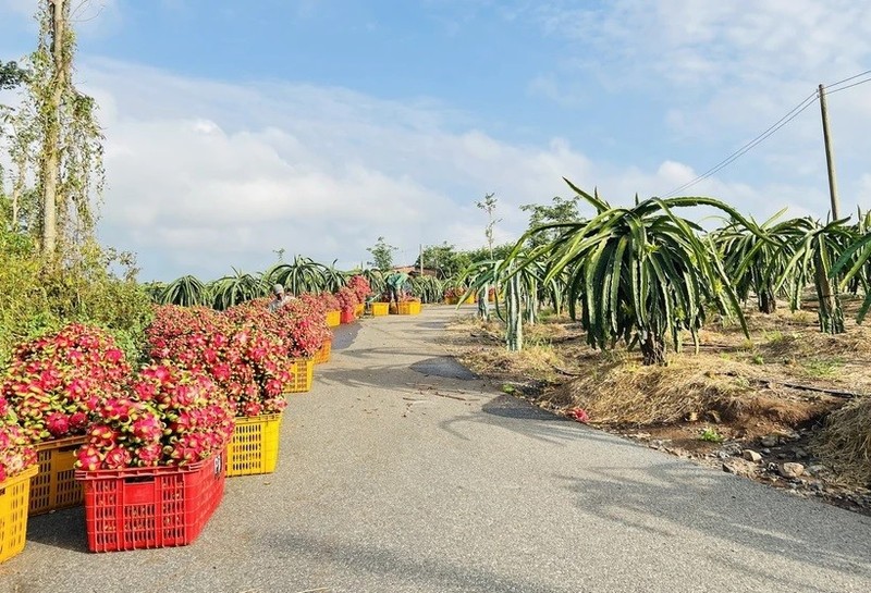 越南企业将与阿根廷北部省份米西奥内斯省开展火龙果、柑橘和番石榴种植项目。