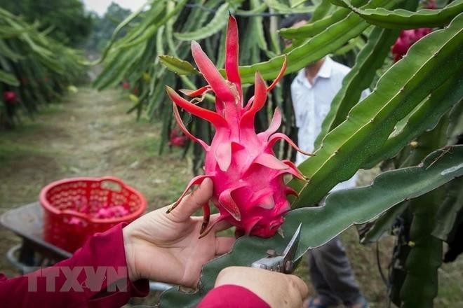 附图：越南火龙果。