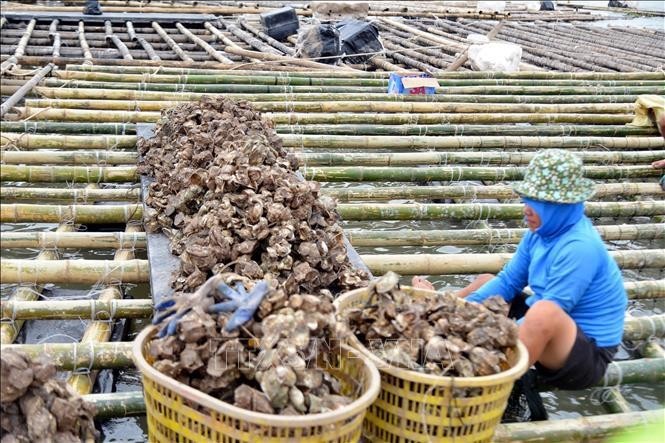 台风过后，广宁省广安市生蚝养殖户加固水产养殖设施。