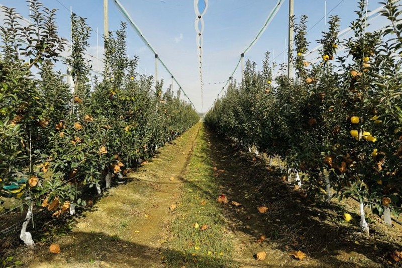 位于威海临港经济技术开发区的恒兴农业产业园维纳斯黄金苹果种植区。