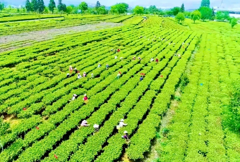 VGreen集团股份公司的茶叶原料种植专区。