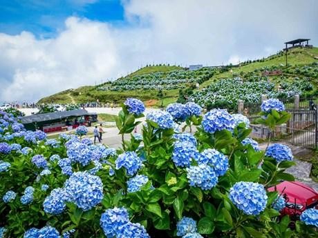 在母山峰顶上欣赏五颜六色的绣球花。（图片来源：越通社）