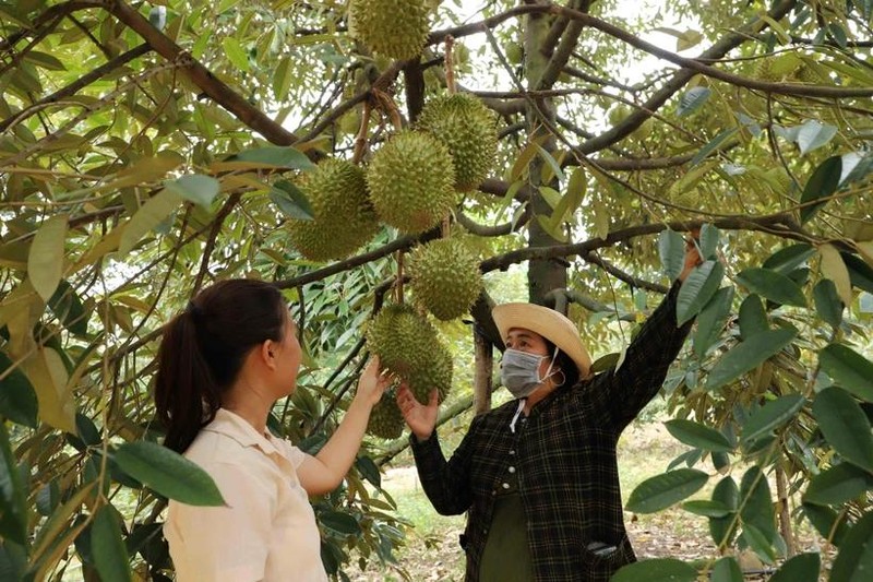 同奈省的一个榴莲种植区。（图片来源：同奈报）