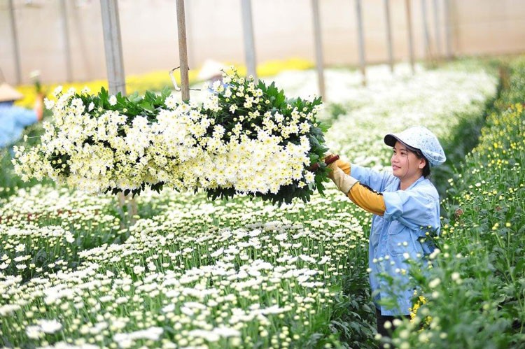 附图：越南花卉出口额突破1亿美元。