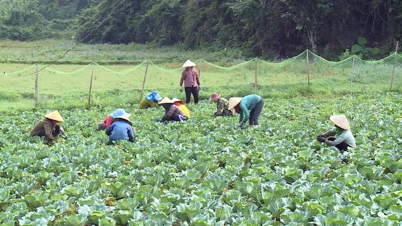 纳杭县宏泰乡农民与心香合作社的清洁卷心菜种植生产链。