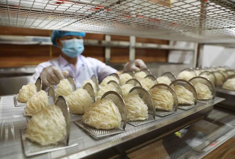 共有13家越南企业获准向中国市场出口燕窝，累计出口精制燕窝超4吨、出口额逾400万美元。（图片来源：vtv.vn）