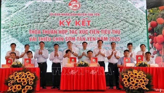 关于推进2025年新安县早熟荔枝销售的合作谅解备忘录。（图片来源：越通社）