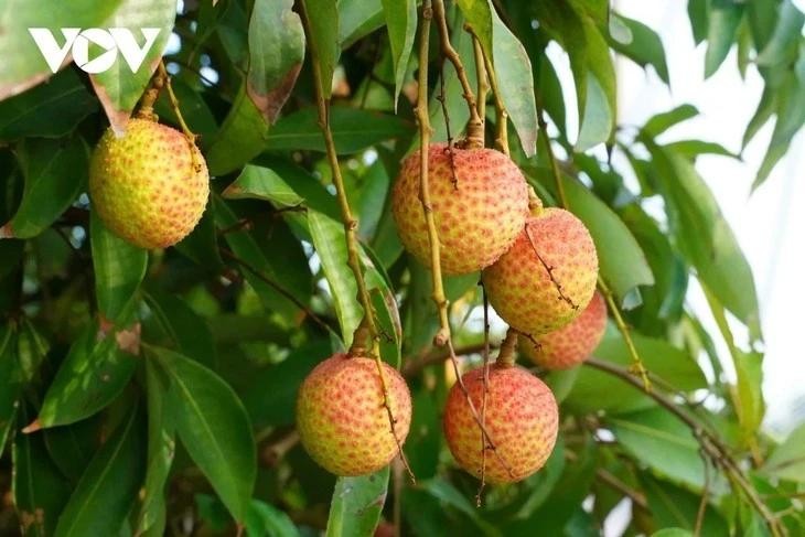 今年海阳省荔枝种植面积达8800公顷。（图片来源：VOV）