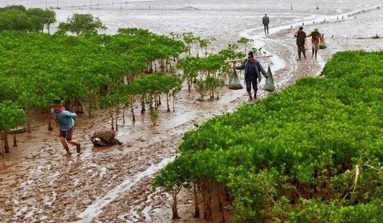 南定省交水县春水国家公园是东南亚首个加入《拉姆萨尔公约》的湿地，被联合国教科文组织认定为红河三角洲世界生物圈保护区核心区。图中：当地居民在红树林下进行水产捕捞。
