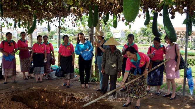 老挝妇女联合会代表团参观广南省会安市茶桂传统蔬菜村。（图片来源：越通社）