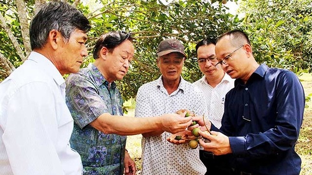 越南澳洲坚果协会的技术专家为最优质的澳洲坚果提供营养建议。