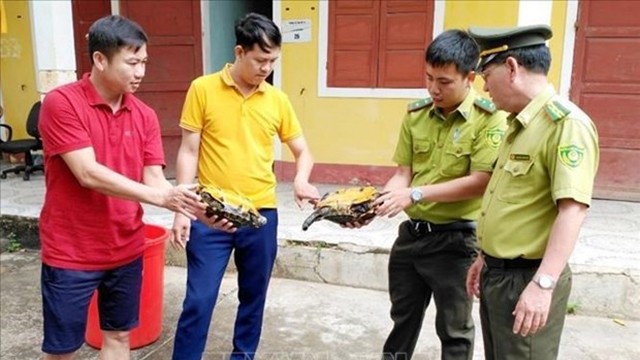 广平省接收三只濒危的凹甲陆龟。