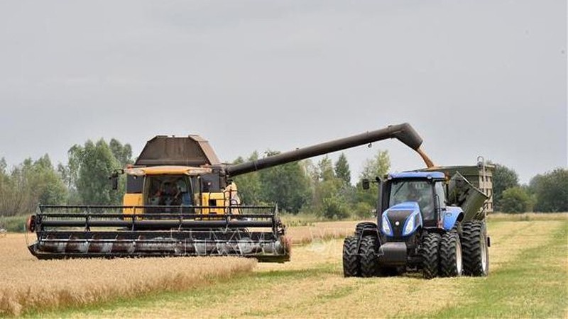 在乌克兰的麦田里收割谷物。（图片来源：法新社/越通社）
