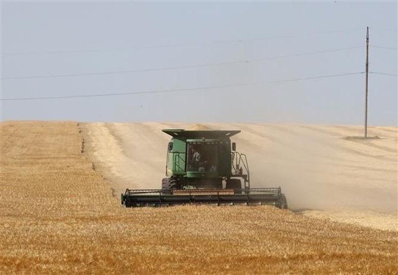 附图：在乌克兰敖德萨地区伊兹梅尔的一块田地里收割小麦。（图片来源：越通社）