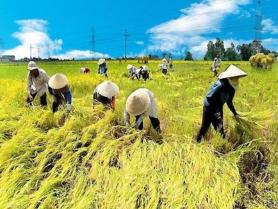 九龙江三角州是越南最大农业种植基地。