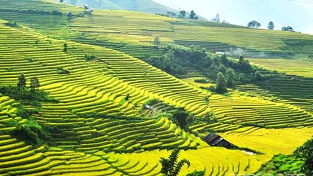 越南沙巴梯田。（图片来源：VOV)