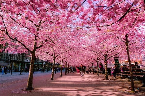 附图：日本樱花。