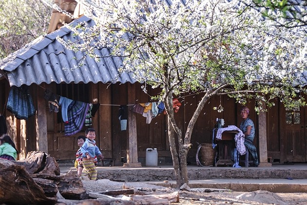 在木州高原的村子里，几乎每个家户都在家门前种李树。