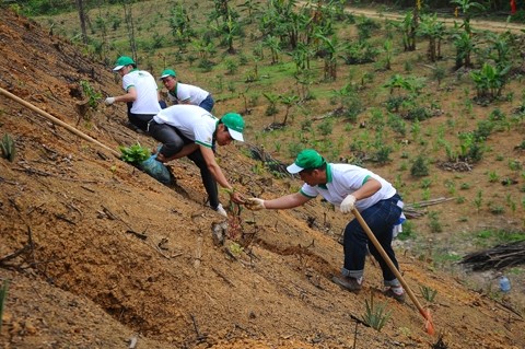 本田（越南）有限公司员工参加造林活动。