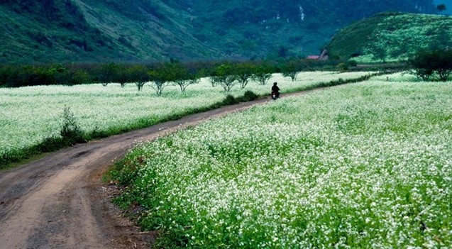 木洲高原。