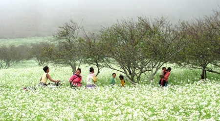 木州高原四季花开。（图片来源：越通社） 