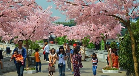 附图：200棵日本樱花树将在河内市和平公园种植。