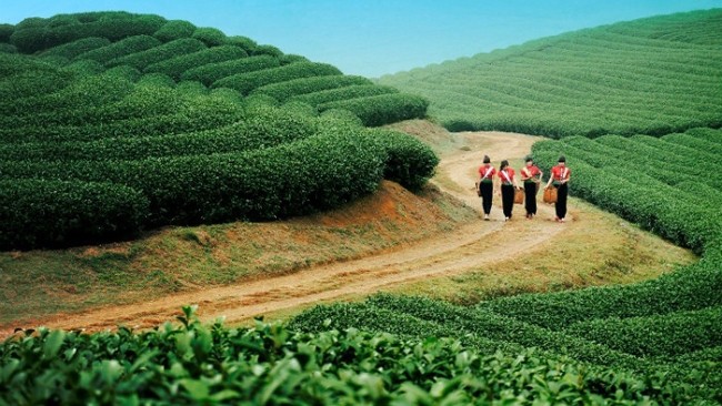 木州高原的茶田。