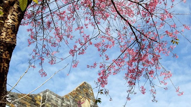 大叻市梅樱桃花。
