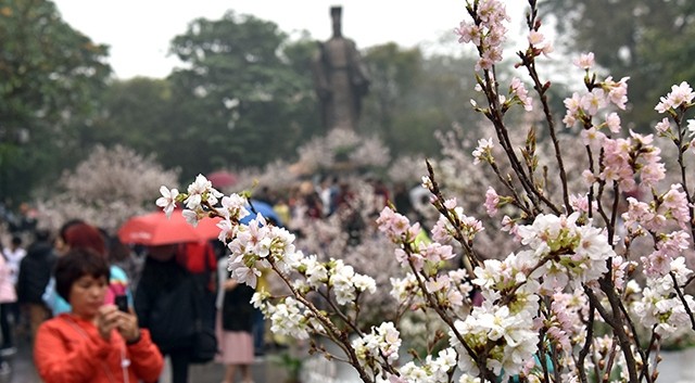 在李太祖花园的日本樱花。（图片来源：登英摄）