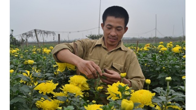湄灵花卉盆景村的农民。