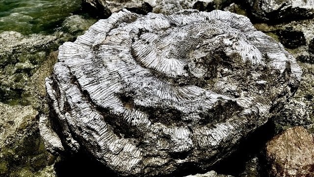 越南新发现千年古珊瑚化石。东玄 摄