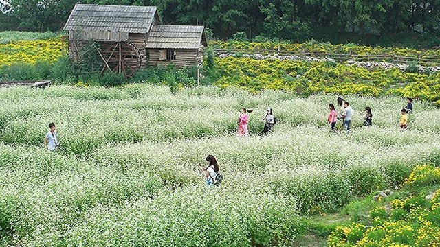 河内市荞麦花园吸引许多年轻人前来赏花。