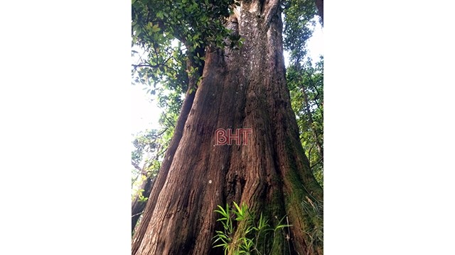 树龄约为800-1000年的福建柏。（图片来源：河静省报）