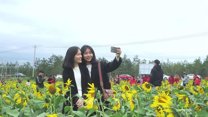 广平省日葵花园吸引众多人前来参观。