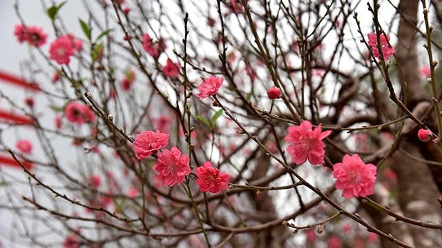 河内街头鲜花盛开春意盎然。（图片来源：维玲 摄）