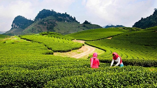 木州茶田。