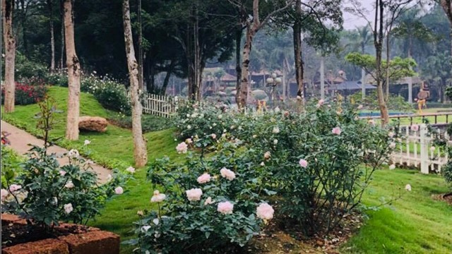 该玫瑰花园被吉尼斯越南纪录承认为越南最大玫瑰花园。