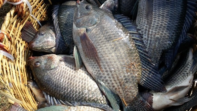 越南罗非鱼。