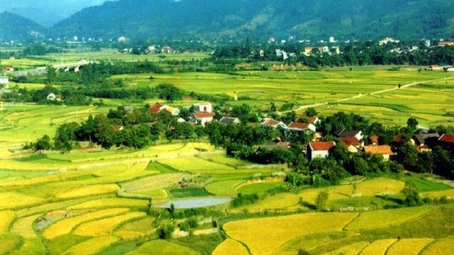 北江省水稻成熟田野。
