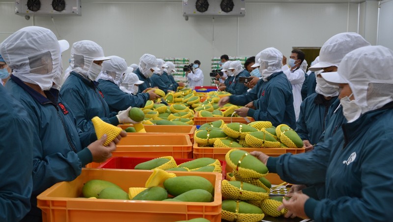 芒果是越南第六种水果被准许进入美国市场。