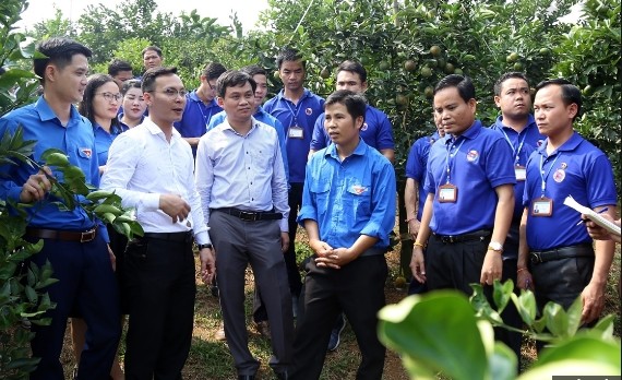 老挝青年代表团走访了高峰县东峰乡的柑橘种植区。（图片来源：越通社）