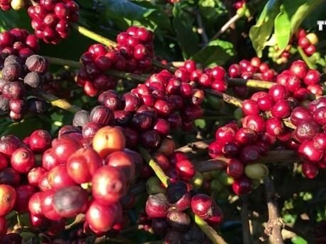 越南得乐省寻找新的发展方向提升咖啡价值