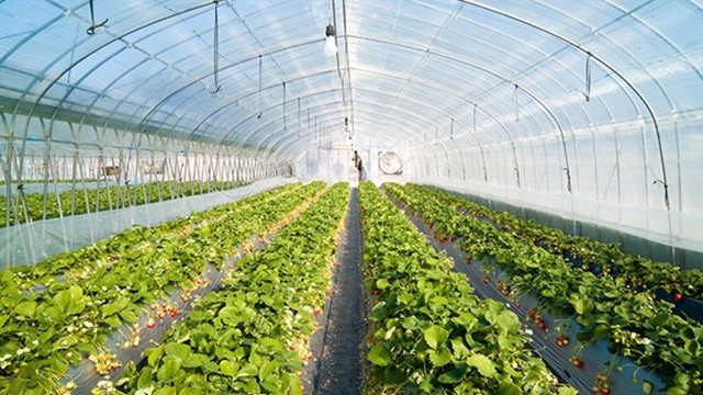 附图：林同省实现农产品市场多样化发展。